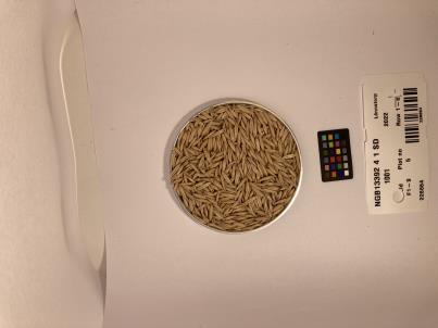 SEED